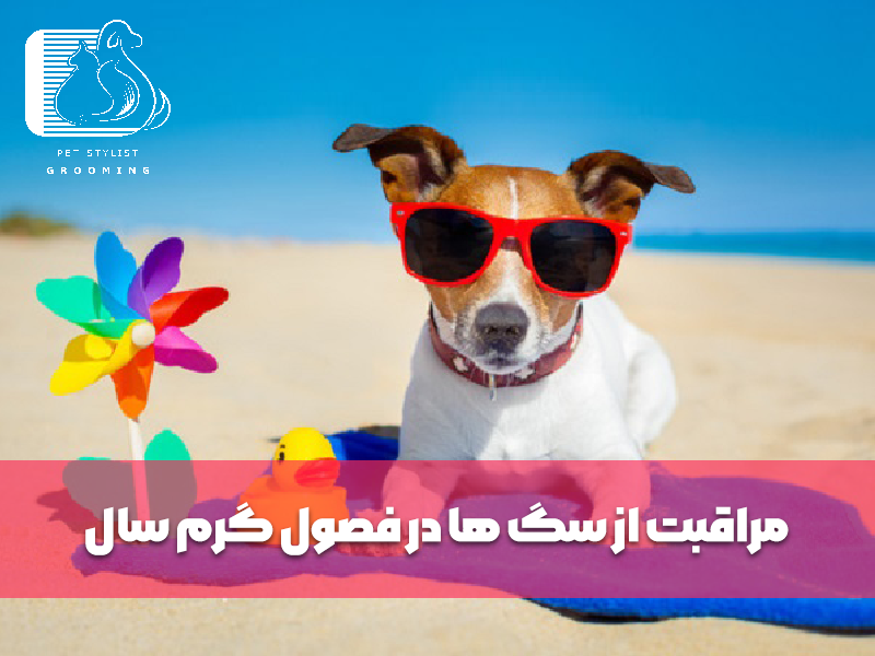 مراقبت از سگ ها در فصول گرم سال